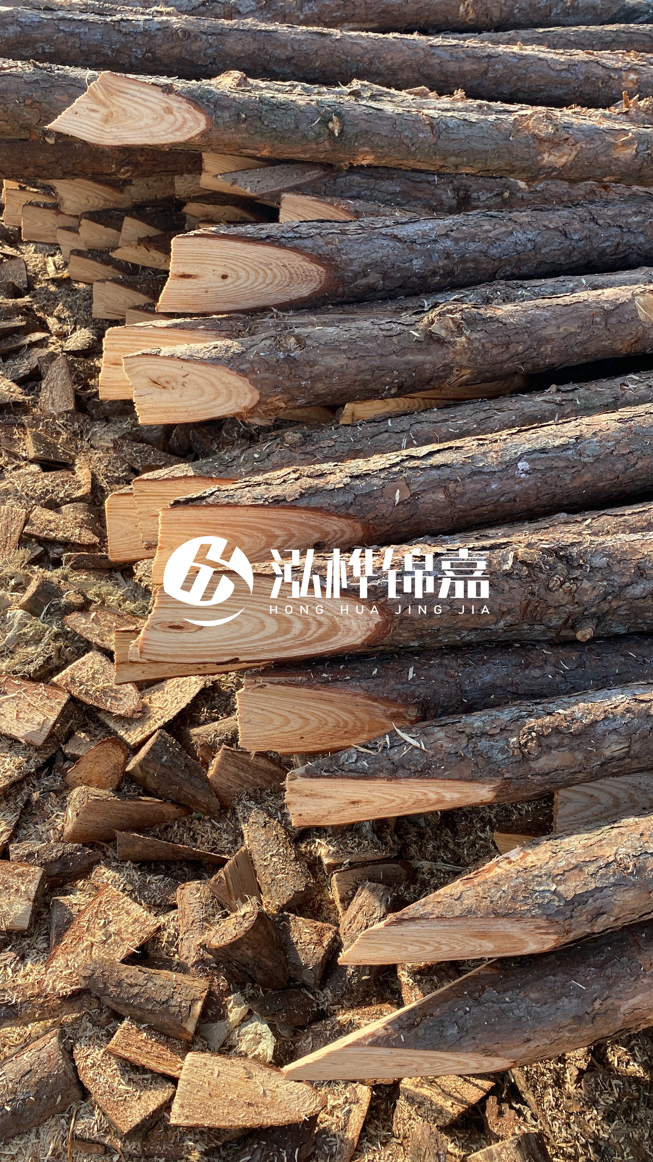 松木樁怎么分辨好壞？學(xué)會(huì)這幾招，輕松分辨松木樁好壞不踩雷！